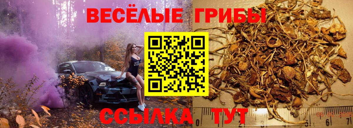 Псилоцибиновые грибы Cubensis  закладки  Тара  Вход с VPN 